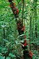 Fruiting tree in the rainforest, Korup National Park, Cameroon