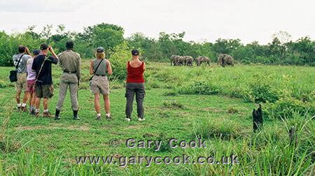 Watching elephants, walking safari, Mole National Park, Ghana