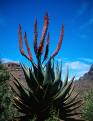 Aloe, Lesotho