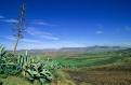 Sisal, near Matelile, Lesotho