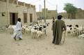 Herding sheep through Timbuktu (Tombouctou), Mali