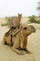 Tuareg camel, Timbuktu (Tombouctou), Mali
