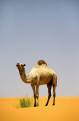 Camel in the Sahara Desert, Mauritania