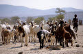 Himba girl herding goats, Namibia
