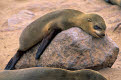 Cape Fur Seals, Cape Cross Seal Reserve, Namibia