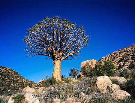 Quiver Tree, near Springbok, South Africa
