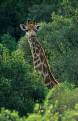Southern Giraffe, Itala National Park, South Africa