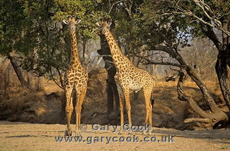 Thornicrofts Giraffe, South Luangwa National Park, Zambia