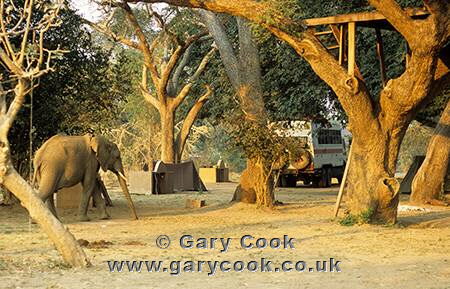 Elephants in Falt Dogs Campsite, near South Luangwa National park, Zambia