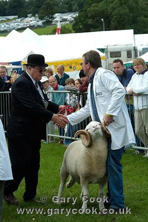 Whitefaced Woodland Tup (Ram) being awarded first prize, Great Yorkshire Show, July 2004