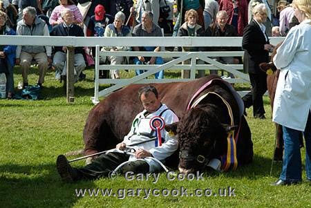 Champion takes a rest after a long day in the ring, Lincoln Red Cattle, Great Yorkshire Show